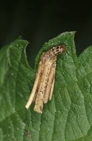 Attēlu rezultāti vaicājumam “Psyche casta”