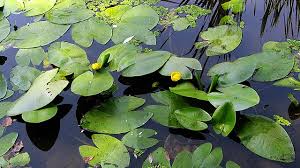 Attēlu rezultāti vaicājumam “Nuphar lutea leaf”