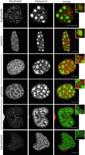 Attēlu rezultāti vaicājumam “Enteridium variabile plasmodium”