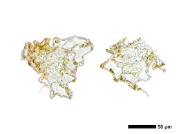 Attēlu rezultāti vaicājumam “Cephalozia loitlesbergeri”