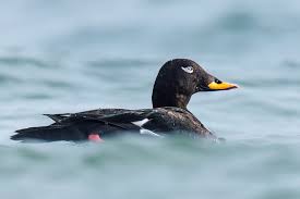 Attēlu rezultāti vaicājumam “Melanitta fusca”