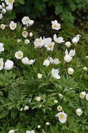 Attēlu rezultāti vaicājumam “Anemone sylvestris leaf”