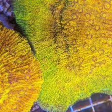 Attēlu rezultāti vaicājumam “Cetrelia sp.”