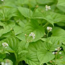 Attēlu rezultāti vaicājumam “Circaea alpina leaf”