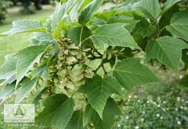 Attēlu rezultāti vaicājumam “Acer rufinerve”