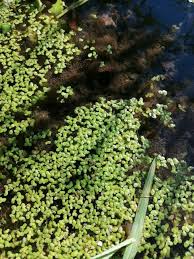 Attēlu rezultāti vaicājumam “Lemna minor”