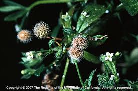 Attēlu rezultāti vaicājumam “Galium aparine fruit”