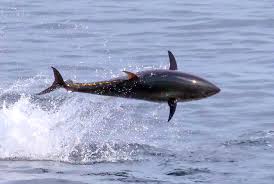 Image result for Thunnus thynnus