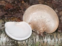 Attēlu rezultāti vaicājumam “Piptoporus betulinus”