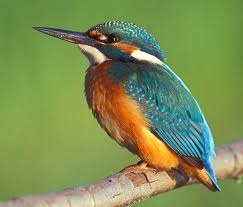 Attēlu rezultāti vaicājumam “Alcedo atthis”