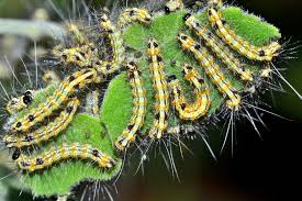 Attēlu rezultāti vaicājumam “Arctiidae”