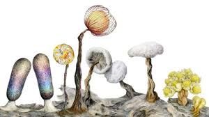 Attēlu rezultāti vaicājumam “Craterium leucocephalum spores”