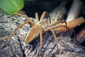 Attēlu rezultāti vaicājumam “Pisaura mirabilis”