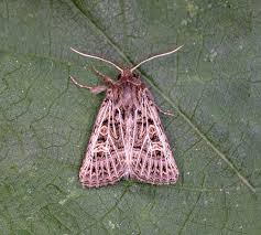 Attēlu rezultāti vaicājumam “Tholera decimalis female”