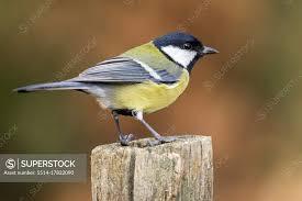 Attēlu rezultāti vaicājumam “Parus major”