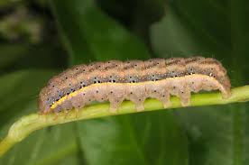 Attēlu rezultāti vaicājumam “Lacanobia oleracea”