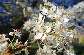 Attēlu rezultāti vaicājumam “Prunus cerasifera var. divaricata”
