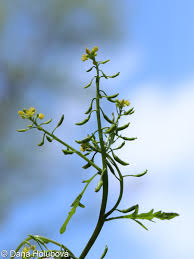 Attēlu rezultāti vaicājumam “Rorippa palustris leaf”