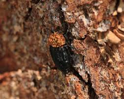 Attēlu rezultāti vaicājumam “Oiceoptoma thoracicum”