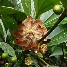Attēlu rezultāti vaicājumam “Clusiaceae”