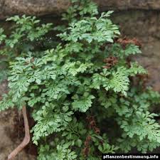 Attēlu rezultāti vaicājumam “Asplenium ruta-muraria”