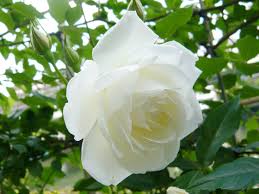 「アイスバーグ」の画像検索結果