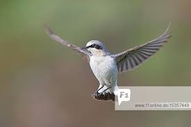 Attēlu rezultāti vaicājumam “Oenanthe oenanthe male”