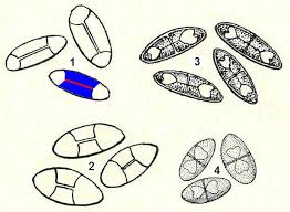 Attēlu rezultāti vaicājumam “Cribraria costata spores”