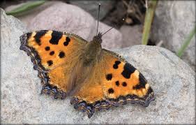Attēlu rezultāti vaicājumam “Nymphalis polychloros upperside”