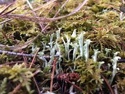 Attēlu rezultāti vaicājumam “Cladonia botrytes”