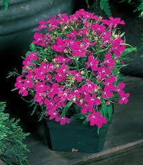 Attēlu rezultāti vaicājumam “Lobelia erinus flower”