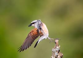 Attēlu rezultāti vaicājumam “Lanius collurio male”