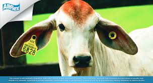 Image result for ganado bovino