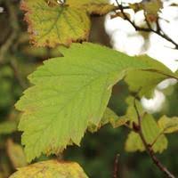 Attēlu rezultāti vaicājumam “Crataegus chlorosarca”