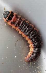 Attēlu rezultāti vaicājumam “Cossus cossus larva”