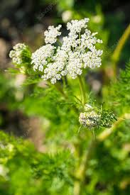 Image result for Carum carvi
