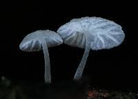 Attēlu rezultāti vaicājumam “Delicatula integrella”