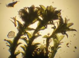 Attēlu rezultāti vaicājumam “Gymnostomum calcareum macro”