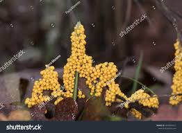 Attēlu rezultāti vaicājumam “Leocarpus fragilis young”