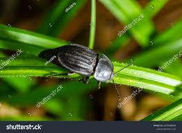 Attēlu rezultāti vaicājumam “Silpha obscura larva”