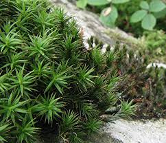 Attēlu rezultāti vaicājumam “Polytrichum formosum”