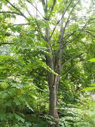 Attēlu rezultāti vaicājumam “Juglans ailanthifolia”