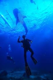 Image result for Tornado Divers