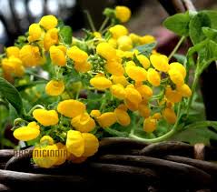 Image result for Calceolaria integrifolia