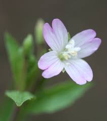Attēlu rezultāti vaicājumam “Epilobium montanum flower”