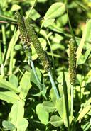 Attēlu rezultāti vaicājumam “Alopecurus aequalis leaf”