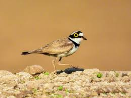 Attēlu rezultāti vaicājumam “Charadrius dubius”