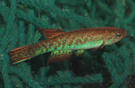 Attēlu rezultāti vaicājumam “Badhamiopsis scripta”