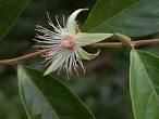 Samydaceae <b>Ryania</b> speciosa