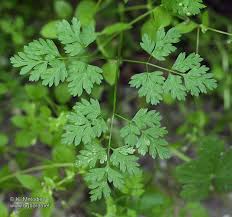 Image result for Anthriscus cerefolium